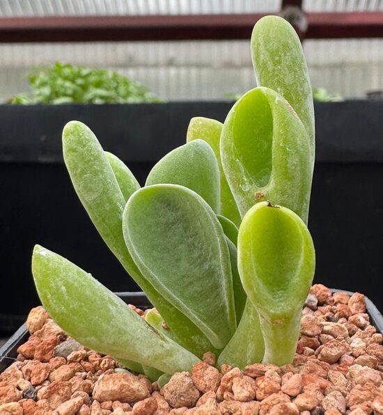CRASSULA OVATA 5CM PODS